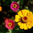 100만 송이 붉은 꽃바다, 평창백일홍축제 이미지