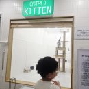 대영라이프 | 대전 가볼만한곳 캣플코지눅 대전은행점 초등아이와 방문후기