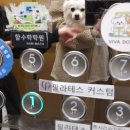 비바도기 네이버블로그