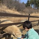 고성농장 | 경남 고성 타조농장 다녀온후기 주말 아기랑 뭐하지?(30분 이상 혼자 놀아준 삐약이 체험)