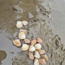 청포대해수욕장 | 25.08.25 충남 태안 청포대해수욕장 갯벌 후기/팁