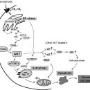 Re: Anticancer mechanisms of cannabinoids 이미지