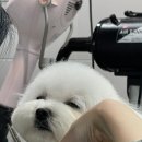 그녀의펫살롱 이미지