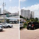 독도볼태기 이미지