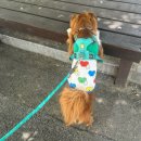 가자 펫 택시 이미지