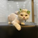 잔다냥 이미지