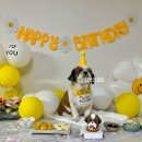 까까댕댕 이미지