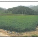 이백면 양강마을 이미지