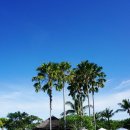 [코타키나발루] 샹그릴라 라사리아 리조트 오션윙 Shangri-La’s RasaRia Resort &amp; Spa