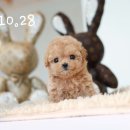 퍼피로운 | 표선강아지분양·제주남원강아지분양 | 퍼피로운 안심분양센터 — 건강·혈통·사후관리까지