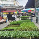 단오샌드 이미지