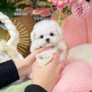 예쁜멍멍이 | 성남강아지분양 행복한 반려견 입양 멋진 멍멍이 테디비숑