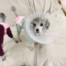 콩몽이네 이미지