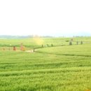 호상농장 이미지