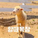 가평썰매장 | 가평 아이와 가볼만한 곳! 사계절 썰매장과 유채꽃밭이 있는 가평 양떼목장
