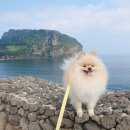 토리애견샵 | 직접 가본 제주도 애견동반 맛집 카페 5곳 추천