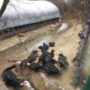 금단목장 이미지