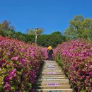 서면 동산 생태공원 | 군포 철쭉 축제 / 군포 철쭉 동산 /군포 초막골 생태 공원