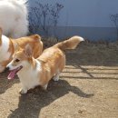 한강펫케어센터 이미지