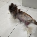 지중해동물병원 | 강아지 탈모 줄기세포 주사 치료 펫소좀 지중해동물병원