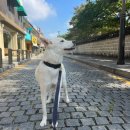 BG독케어센터 이미지