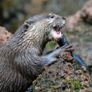 수달횟집 이미지