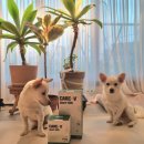 강서하이동물병원 이미지