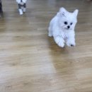 어썸강아지호텔 & 목욕 이미지