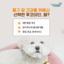바나나똥