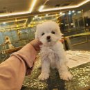 도그마루 강아지고양이 대전점 이미지