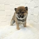 오독안심분양센터 강아지분양 고양이분양 하남점 이미지