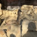 가든빛스테이 | 가평 [더스테이 힐링파크] 볼거리 총정리&amp;코스추천 | 와일드가든·별빛정원·알파와 앵무 동물원·입장료