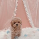 아리스타펫호텔 이미지