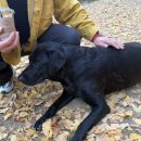 푼타하우스 | 하남 푼타하우스 내돈내산 후기 (강아지 오프러쉬 카페)