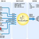 스칼라스코리아 이미지