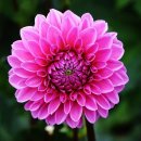 강동초교 병설유치원 이미지