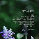 자연의선물 Daum카페