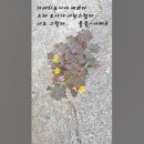괭이밥꽃(꽃말-빛나는 마음)풀꽃-나태주/길 위에 꽃(시노래 자작곡-설명참조)가을 힐링 잔잔한 이미지