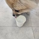 몽이묭실 이미지