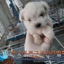 왕징면사무소 이미지