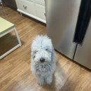 키티앤퍼피 이미지