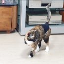 고양이발자국 이미지