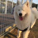 더블유펫 테마파크 이미지