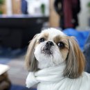 마구와 당구장 이미지