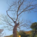 연악산_숲길(등산)1코스 | 구미 가 볼만한 곳 무을 수다사 은행나무