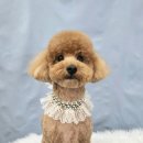 봄날의 댕댕이 이미지