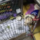 애견나라 백화점 이미지