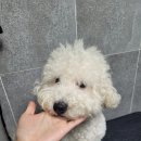 청 애견미용 이미지