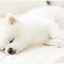 아담스펫 강아지분양 고양이분양 인천본점 이미지