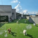 퍼피댕글 이미지